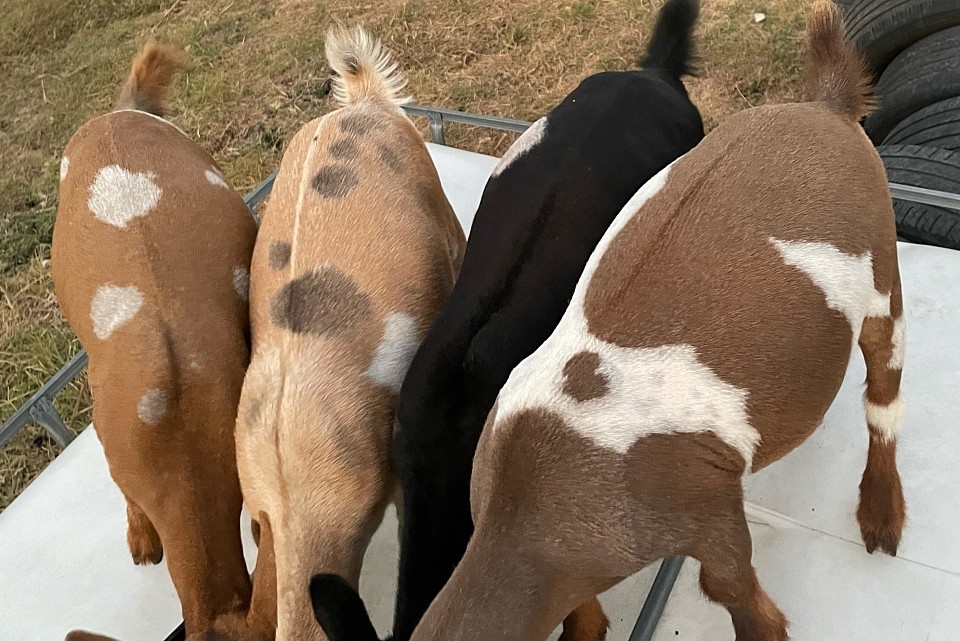 Southern Icon Nigerian Dwarf Goats