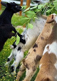 #babygoatsoftiktok