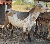 ADGA registered buckling