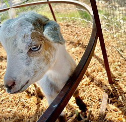 Dappled white