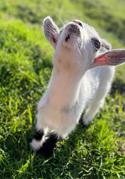Fluffy Goat