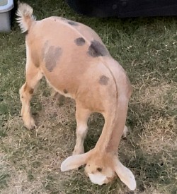 *
