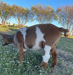 Cutest Baby Goat
