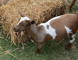 Flashy Doeling Nigerian Dwarf Goat