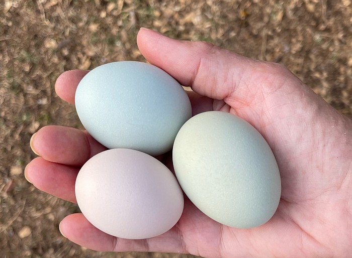Easter Eggers Fresh Organic Homegrown Eggs