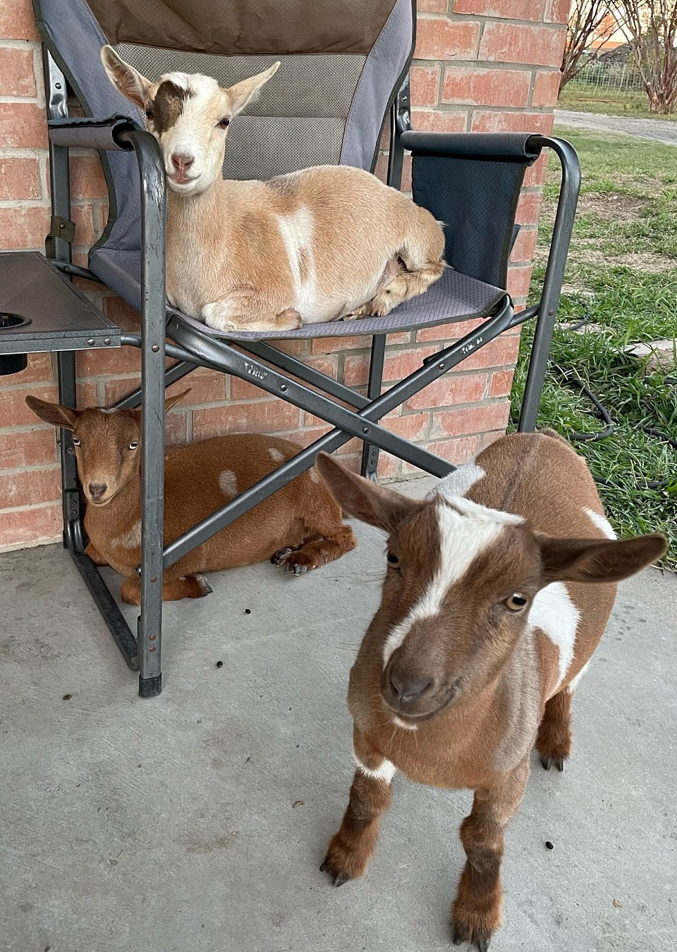 Southern Icon Nigerian Dwarf Goats