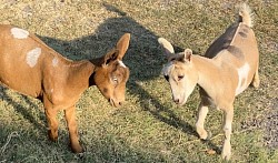 Baby Goats Jumping