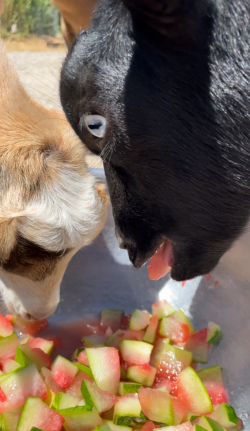 Goats Eating Watermelon