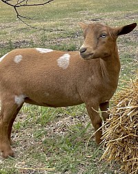 Sire’s Sire Sinai Thunder