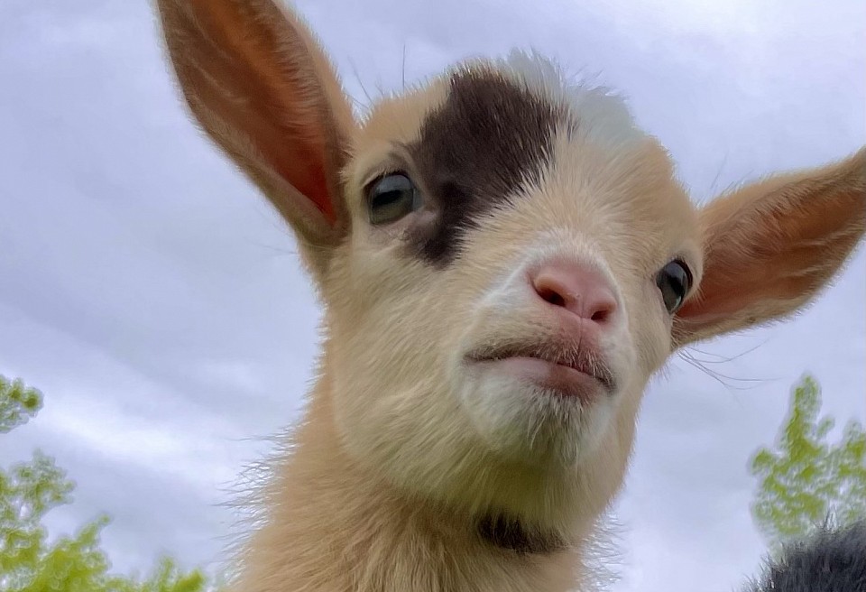 Southern Icon Nigerian Dwarf Goats