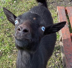 Southern Icon Nigerian Dearf Goats