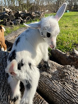White Nigerian Dwarf Chocolate Buckskin