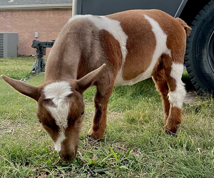 Chocolate Buckskin Flashy Polled Grand Champion Lines