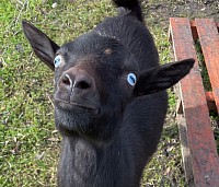 Black with Moonspots Blue Eyes