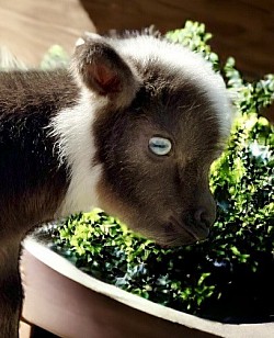 Nigerian Dwarf Buckling Cute