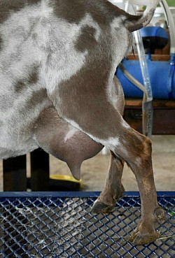 Piddlin Acres RachelAlexandria 1*M