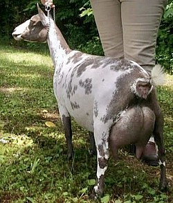 SGCH Phoenix Farm Summer Bird 4*M EEEE91