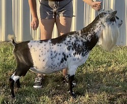 GCH Winning Streak EB Simon Says *B VEE90