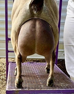 GCH Winning Streak Hop Scotch 1*M VEVE91