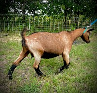 7W FARM'S C HOBBIT 5*M