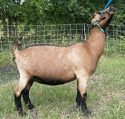 7W Farm’s C Hobbit 5*M