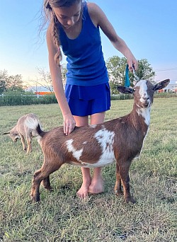 Straight top line Nigerian dwarf goat