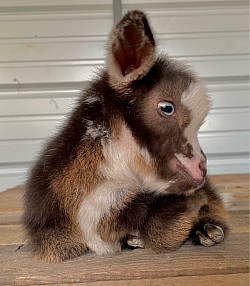 Nice brisket doeling Nigerian dwarf goat