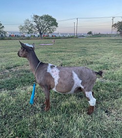 Goat