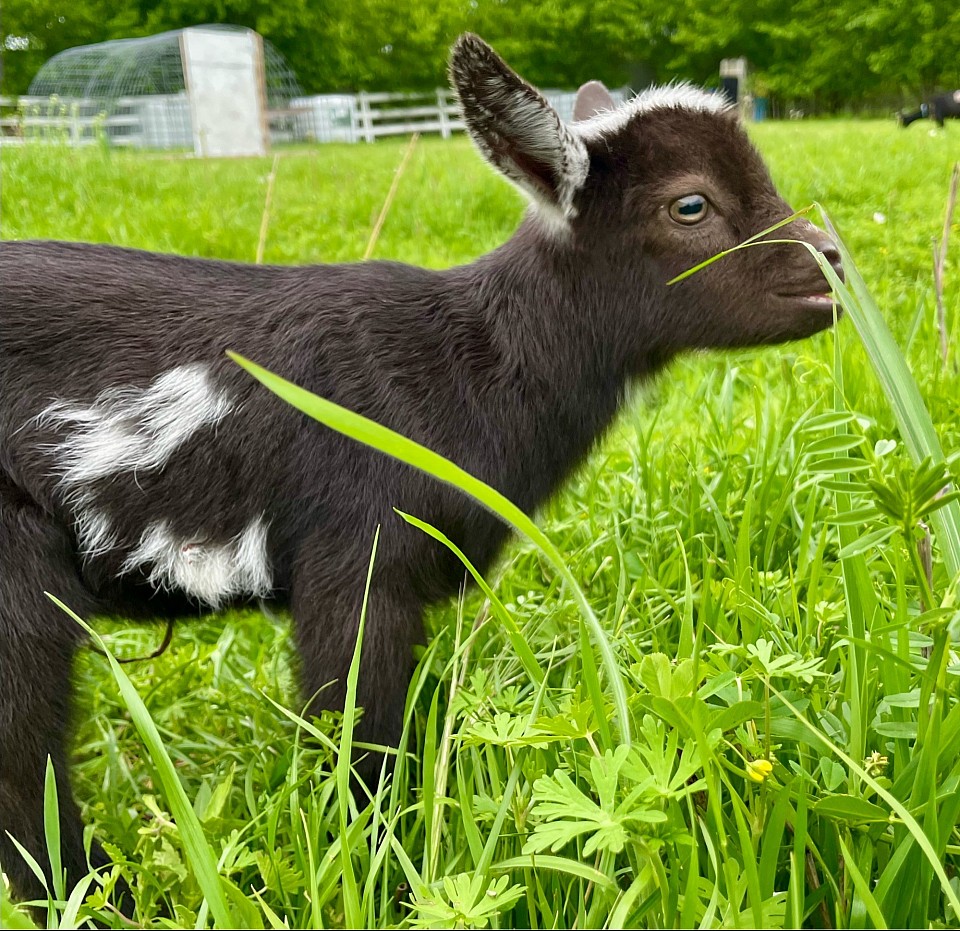 Southern Icon Pippin Squeak