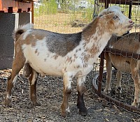 Moonspots Blue Eyes Polled Buck for sale 2024