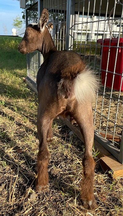 Southern Icon Pippin Squeak