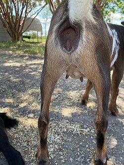 Tricolor Doeling Chocolate Blue Eyes Polled