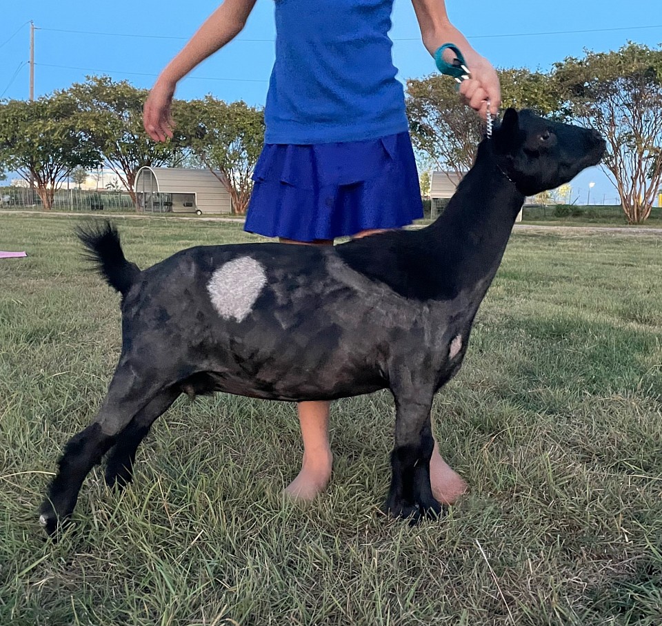 Black with Moonspots Blue Eyes