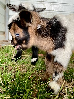 Nigerian dwarf blue-eyed fancy tricolored