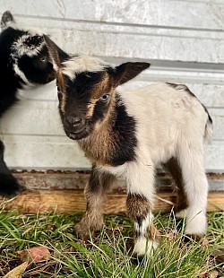 2024 blue eyed Nigerian dwarf bottle babies