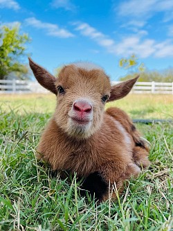 Moon spotted Nigerian dwarf 2024 fancy bottle, baby