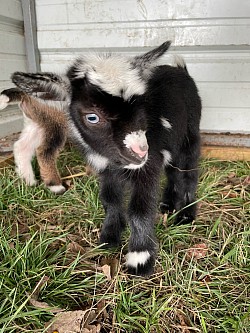 Black Nigerian dwarf, blue eyes bottle, baby