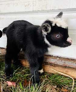 Bottle babies for sale, Nigerian dwarf