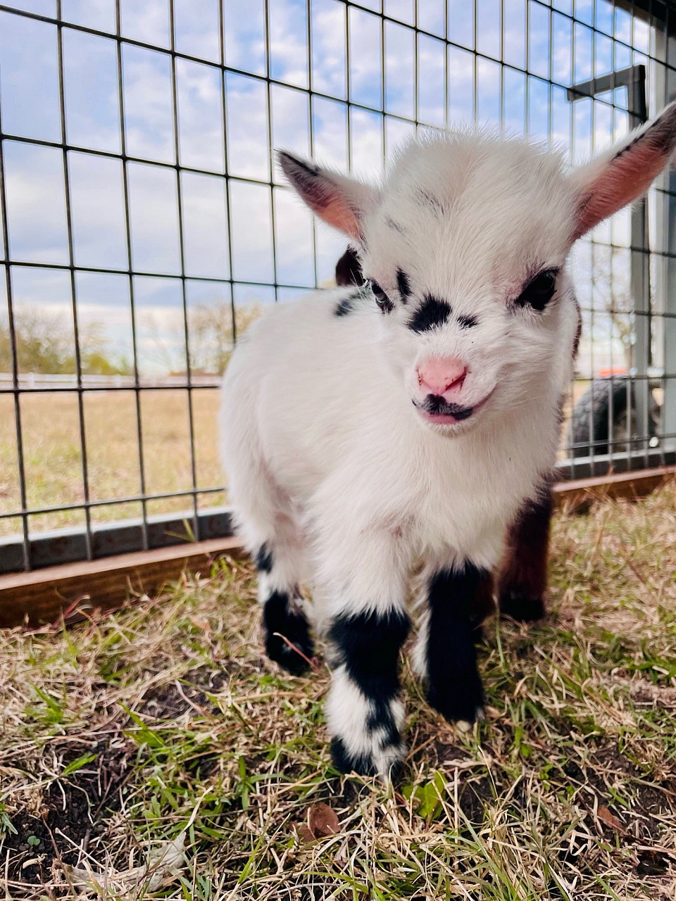 Fancy Nigerian dwarf bottle, baby