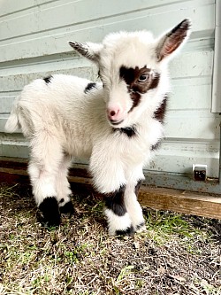 Black fancy white AGA registered Nigerian dwarf bottle, baby