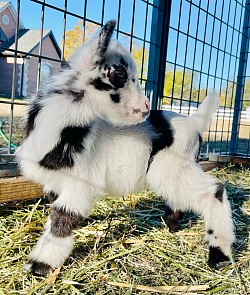 Flashy pulled buckling for sale Bottle babies