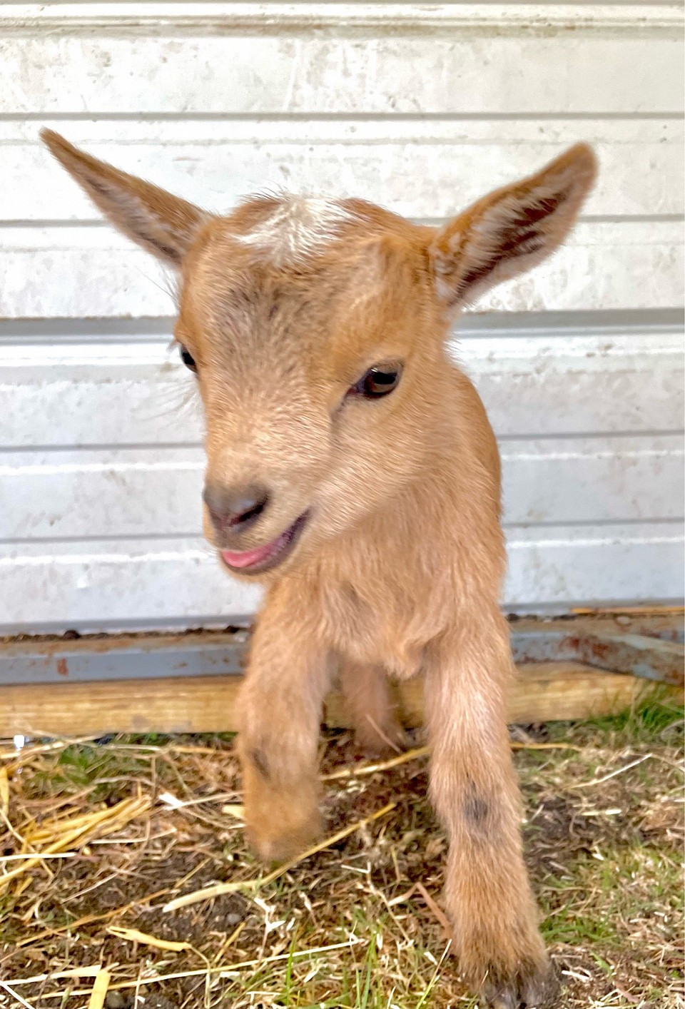 Gold Baby Goat 2024 Kidding ADGA