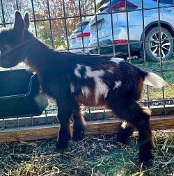 Nigerian dwarf  Fancy chocolate buckskin with white fall  2024