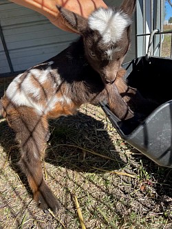 Fancy chocolate buckskin with white ADGA Registered
