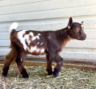 Blue Cactus Dairy Goats For Sale