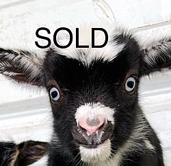 Adorable blue eyed bottle, baby Goat