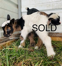 Fancy Nigerian dwarf, tricolored, blue eyes, flashy white