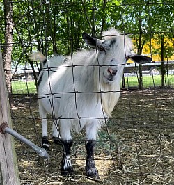 Baby Goat Sugar Teats Dairy