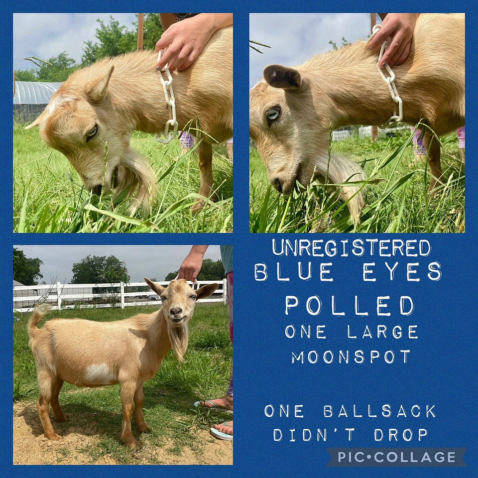 Pulled blue-eyed buck for sale