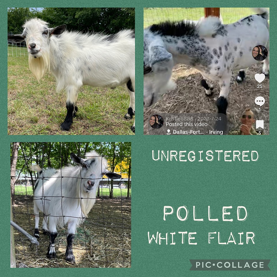 Polled male Nigerian dwarf for sale